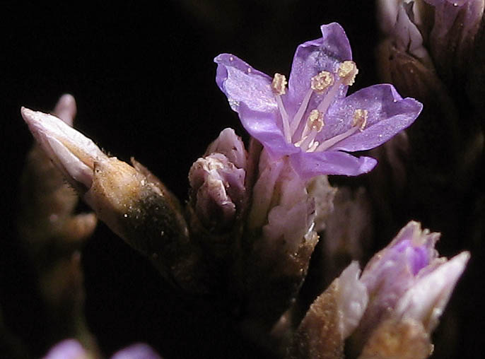 Detailed Picture 2 of Western Marsh-rosemary