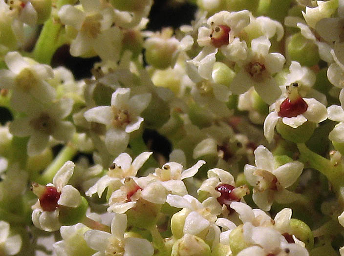 Detailed Picture 1 of Laurel Sumac