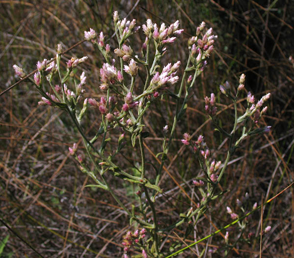 Detailed Picture 6 of Pink Everlasting