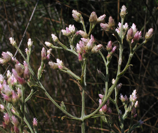 Detailed Picture 5 of Pink Everlasting