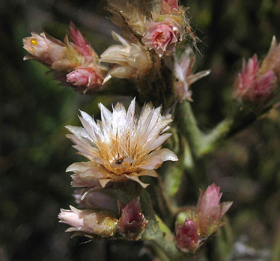 Detailed Picture 4 of Pink Everlasting