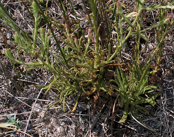 Detailed Picture 8 of Pink Everlasting