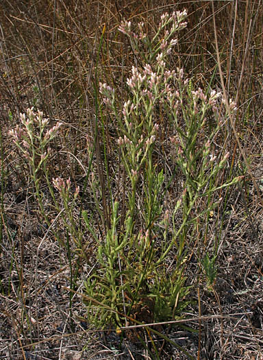 Detailed Picture 7 of Pink Everlasting