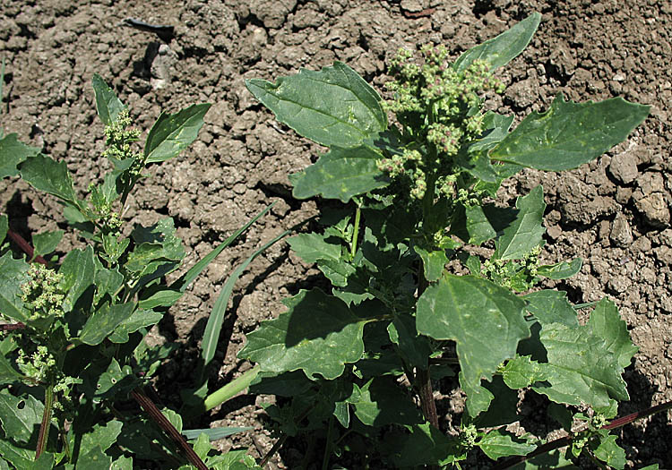 Detailed Picture 5 of Nettle-leaf Goosefoot