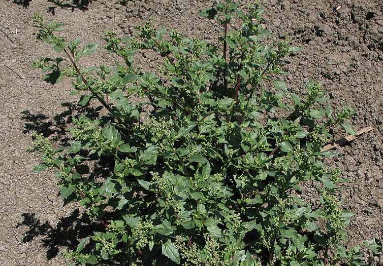 Detailed Picture 6 of Nettle-leaf Goosefoot