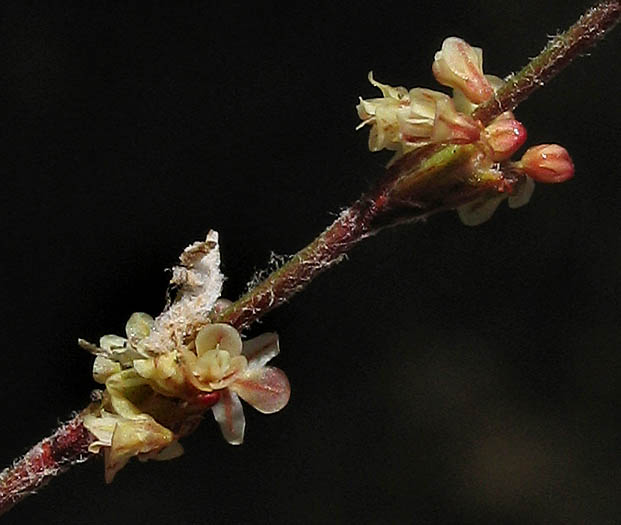 Detailed Picture 3 of Slender Buckwheat