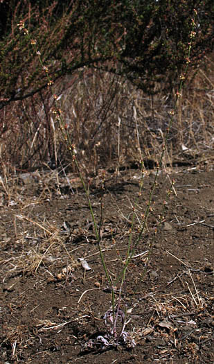 Detailed Picture 5 of Slender Buckwheat