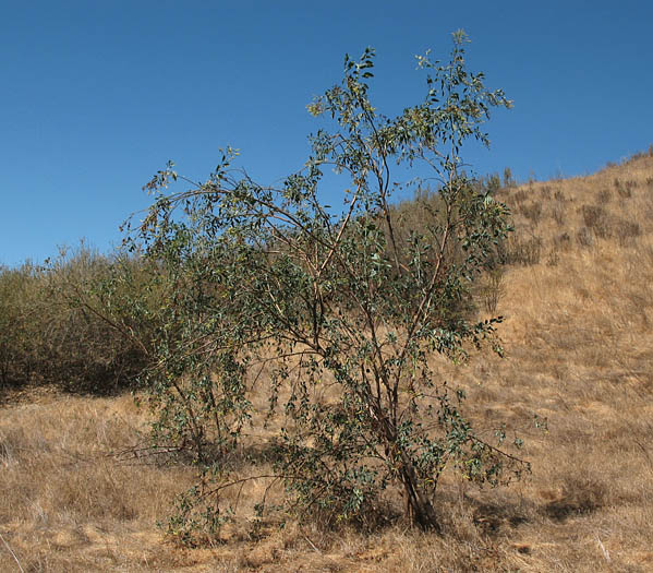 Detailed Picture 6 of Tree Tobacco