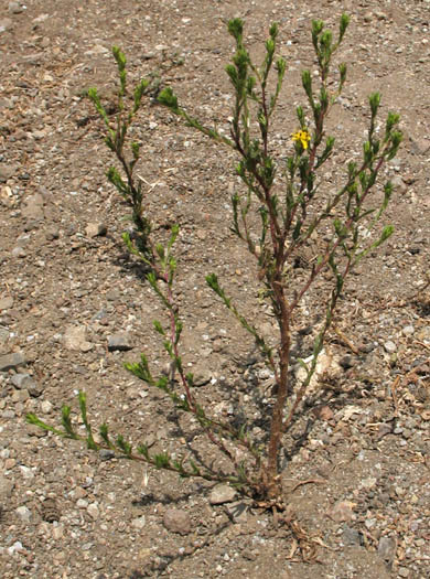 Detailed Picture 5 of Slender Tarweed