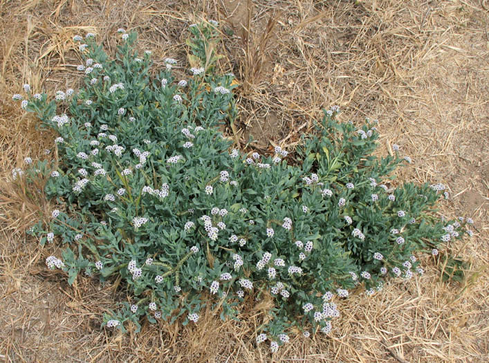 Detailed Picture 6 of Wild Heliotrope