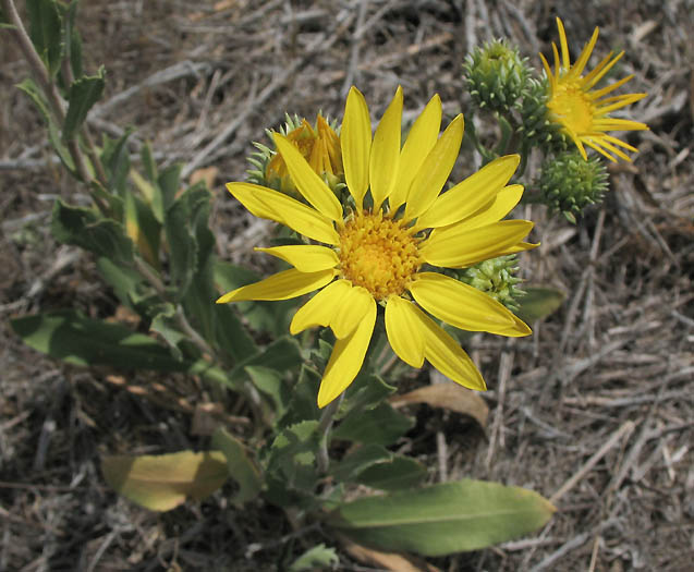 Detailed Picture 1 of Gum Plant