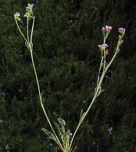 Detailed Picture 4 of Wavyleaf Sea Lavender