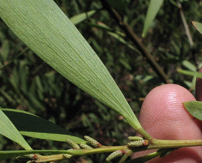 Detailed Picture 4 of Coastal Wattle