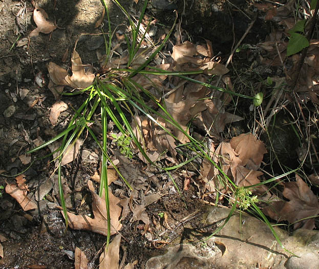 Detailed Picture 5 of Tall Cyperus