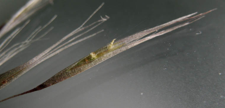 Detailed Picture 8 of Uruguayan Pampas Grass