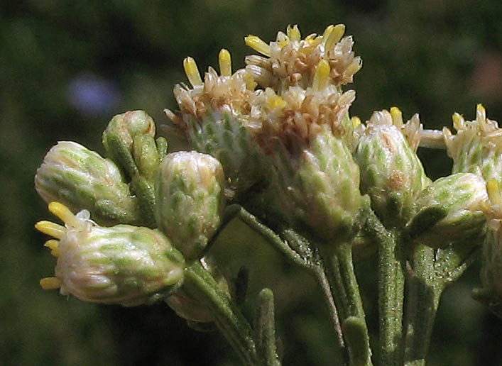 Detailed Picture 1 of Hybrid Desertbroom