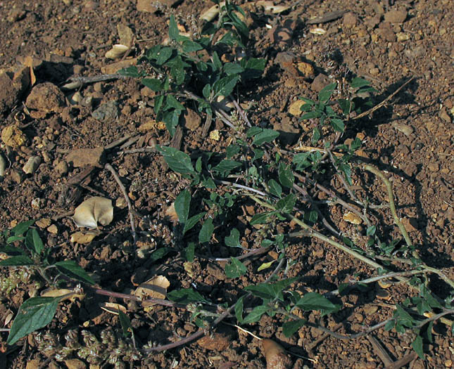 Detailed Picture 6 of Low Amaranth