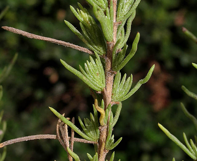 Detailed Picture 4 of Pine-Bush