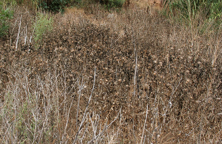 Detailed Picture 7 of Milk-thistle