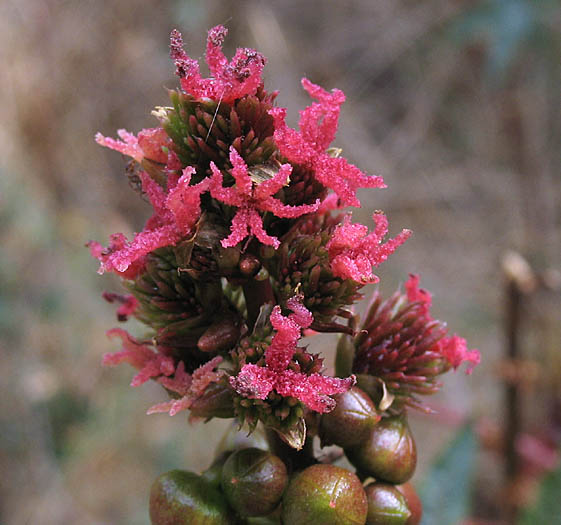 Detailed Picture 1 of Castor Bean