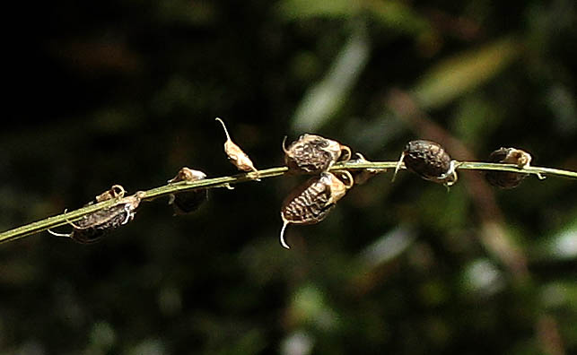 Detailed Picture 6 of White Sweet Clover