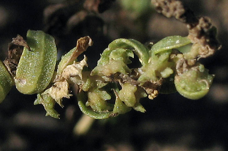 Detailed Picture 3 of Annual Saltbush