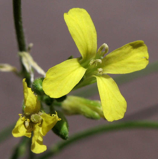 Detailed Picture 1 of Oriental Mustard