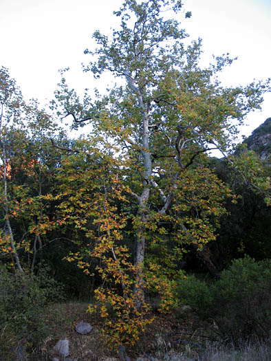 Detailed Picture 5 of Western Sycamore