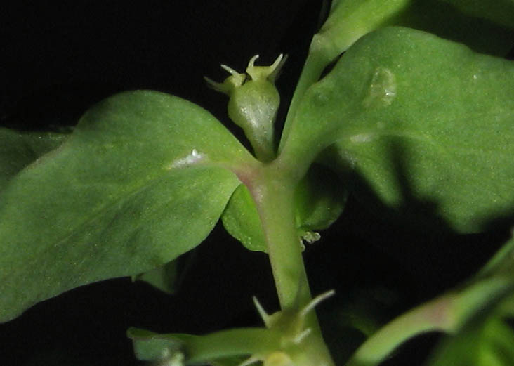 Detailed Picture 3 of Petty Spurge