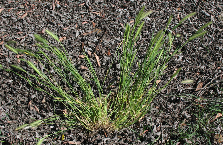 Detailed Picture 5 of Wall Barley