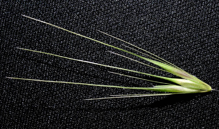 Detailed Picture 4 of Wall Barley