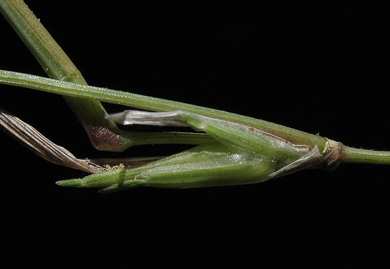 Detailed Picture 3 of Littleseed Muhly