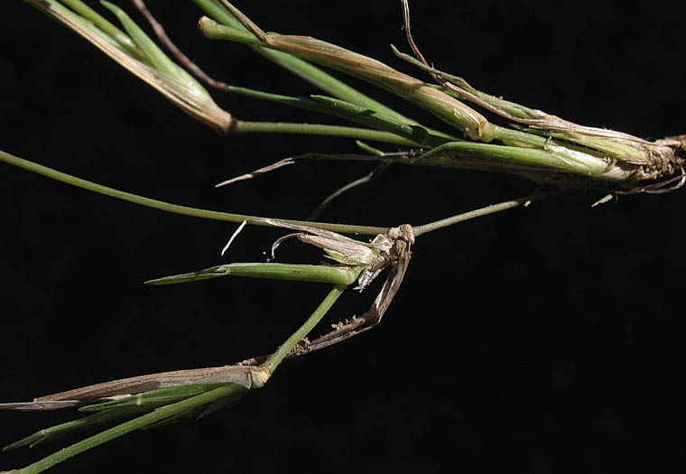 Detailed Picture 4 of Littleseed Muhly