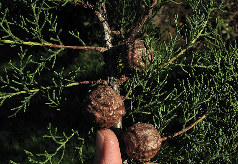 Detailed Picture 4 of Tecate Cypress