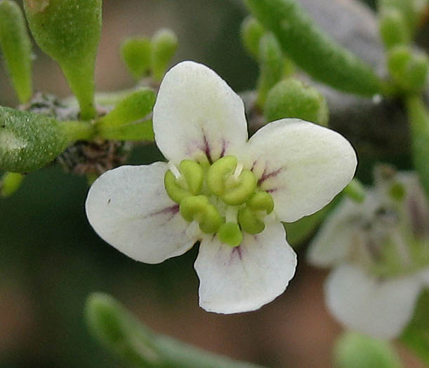 Detailed Picture 1 of California Desert Thorn