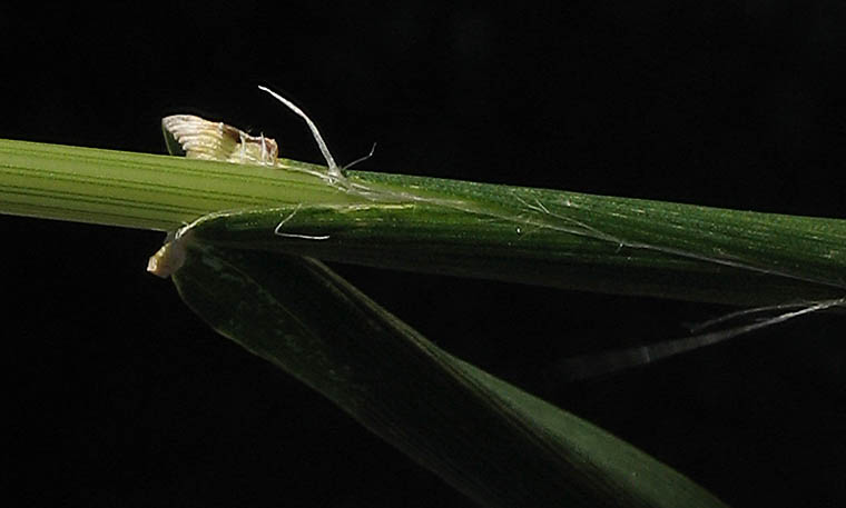 Detailed Picture 6 of Slender Wild Oats