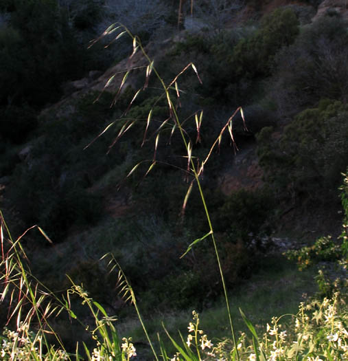 Detailed Picture 4 of Slender Wild Oats