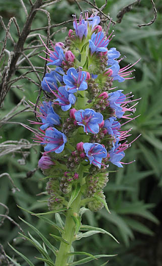 Detailed Picture 2 of Pride Of Madeira
