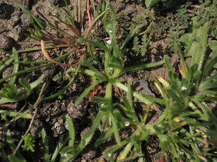 Detailed Picture 3 of San Diego Popcorn Flower