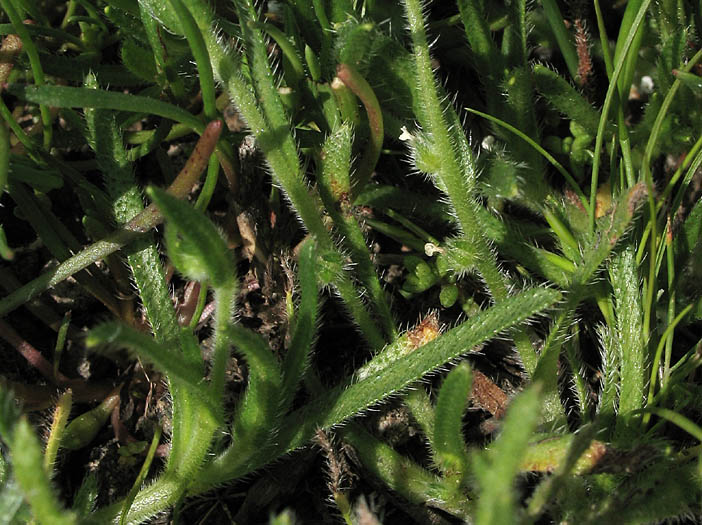 Detailed Picture 4 of San Diego Popcorn Flower