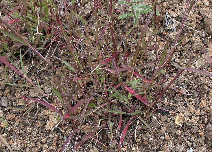 Detailed Picture 8 of Littleseed Muhly