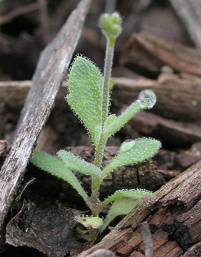 Detailed Picture 8 of Rock Cress