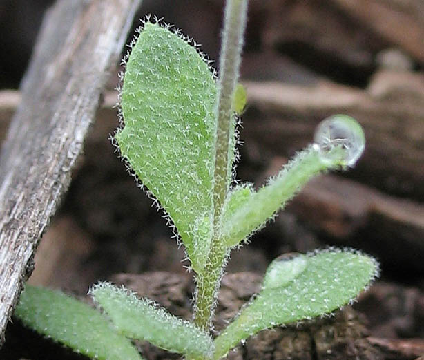 Detailed Picture 7 of Rock Cress