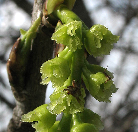 Detailed Picture 2 of Fremont Cottonwood