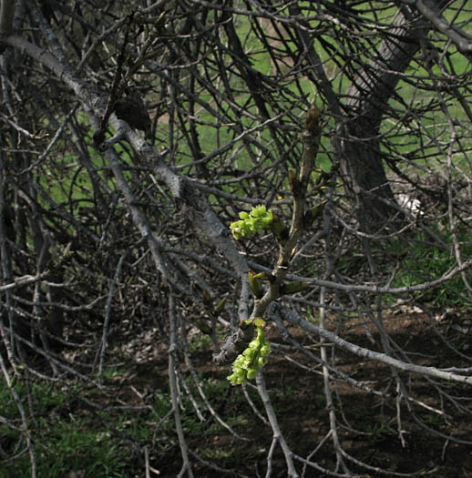 Detailed Picture 6 of Fremont Cottonwood