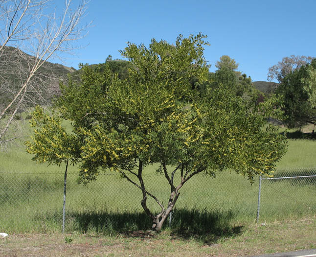 Detailed Picture 6 of Sydney Golden Wattle