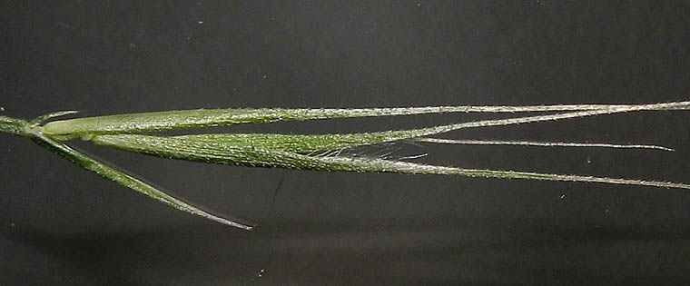 Detailed Picture 4 of Rat-tail Fescue