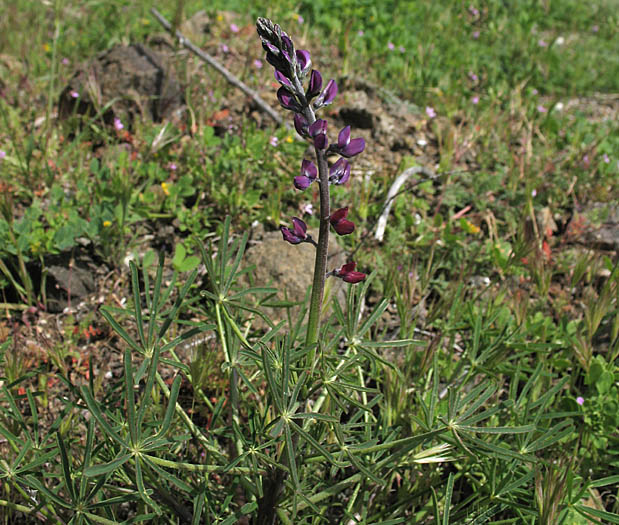 Detailed Picture 2 of Collar Lupine