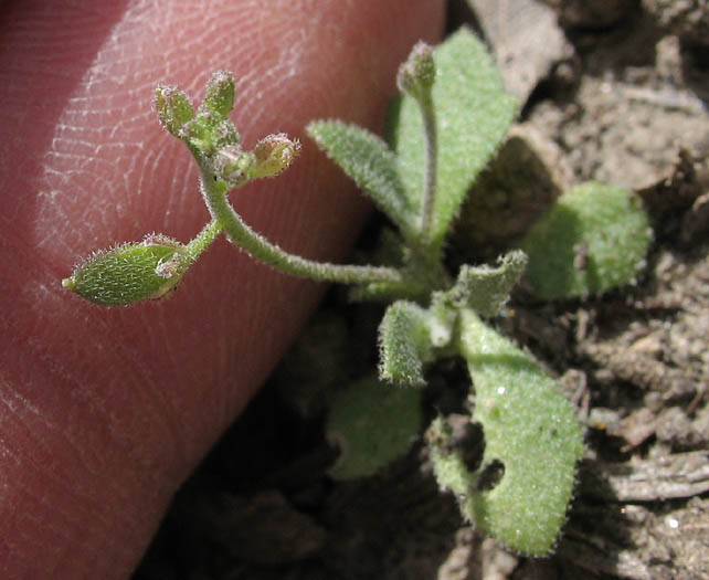 Detailed Picture 6 of Rock Cress