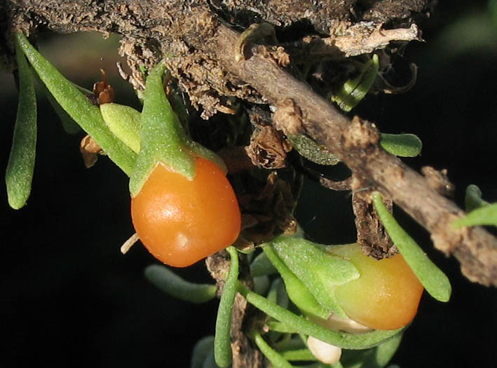 Detailed Picture 8 of California Desert Thorn